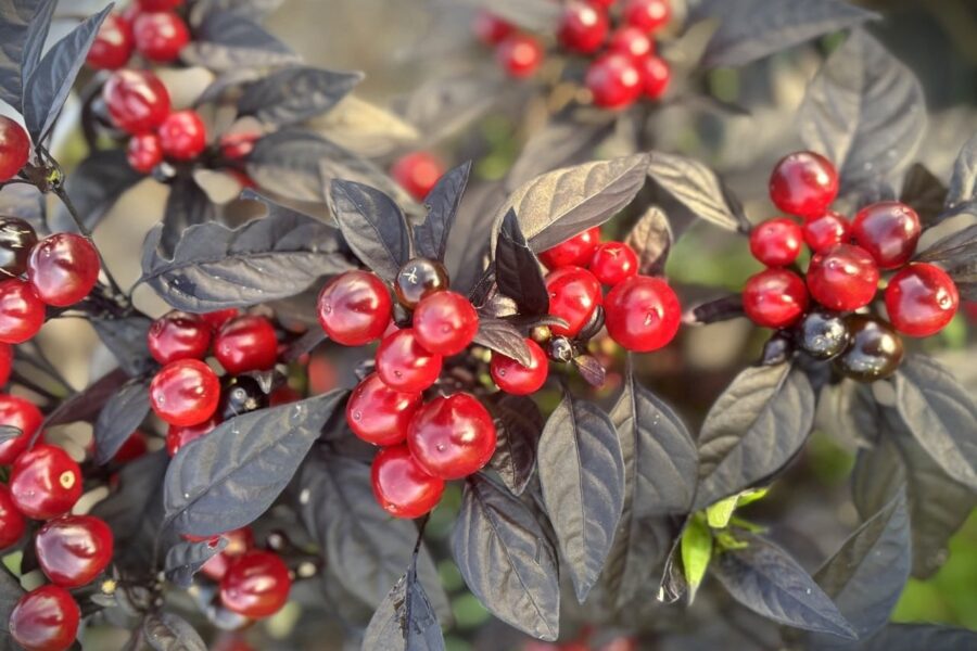 Black Pearl prydnadschili med glänsande svarta frukter och mörka blad – All-America Award 2006 | TummelstaChili