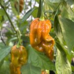 Odla Mustard Monster