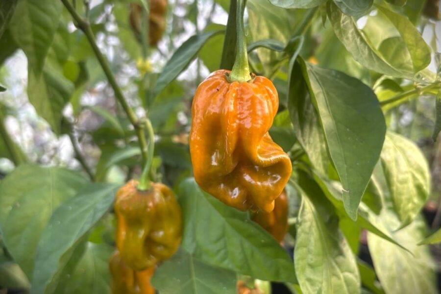 Mustard Monster chilifrön – superhet sort med brunaktiga frukter och över 1 miljon Scoville | TummelstaChili