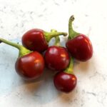 Odla Bacio di Satana