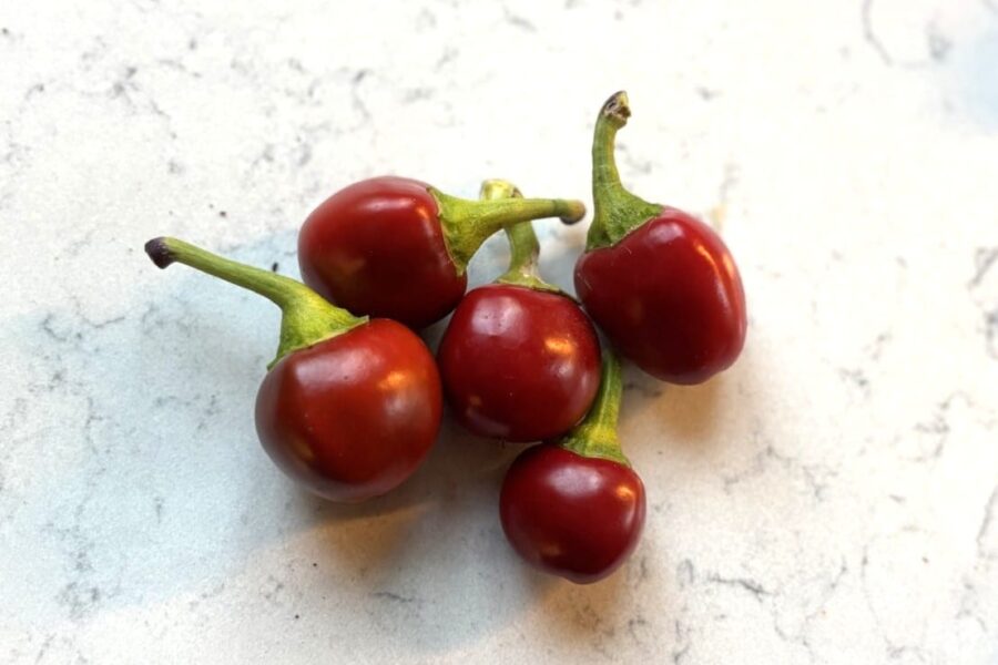 Bacio di Satana - sicilianska körsbärschilis redo för fyllning med tonfisk och kapris | TummelstaChili