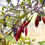 Odla Kashmiri x Fluorescent