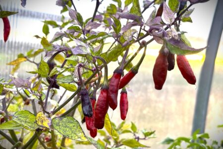 Kashmiri x Fluorescent