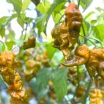 Odla Jay's Gold Scorpion