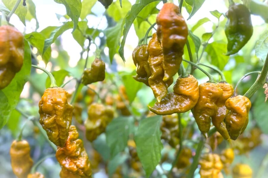 Jay's Gold Scorpion – superhet skorpionhybrid med gulbruna frukter och skorpionsvans | TummelstaChili