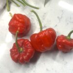 Odla Aji Dulce Puerto Rico