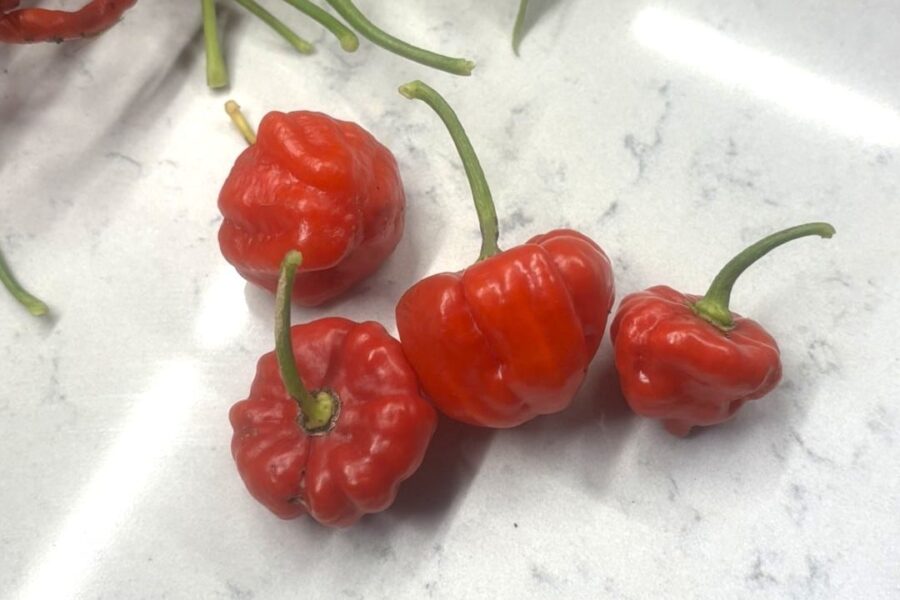 Aji Dulce Puerto Rico – karibisk smakpeppar med habanero-form utan hetta | TummelstaChili