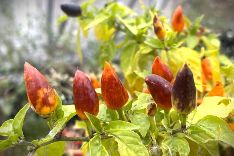 Pequin Orange chili – små orangea frukter med nötig smak från Mexico | TummelstaChili