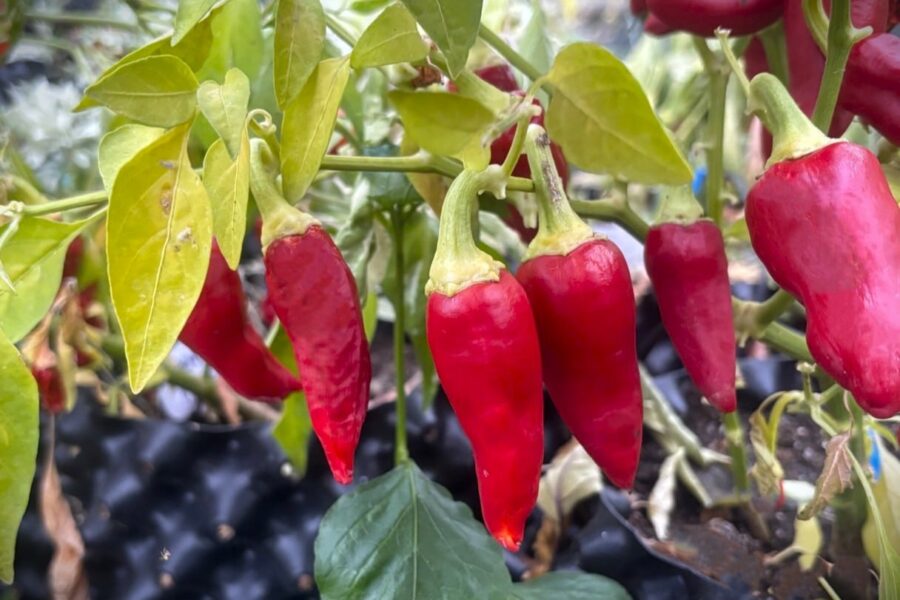 Caloro chilifrön – mild gul jalapeño-typ med tjockt fruktkött | TummelstaChili