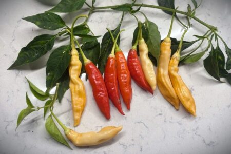 Aji Omnicolor x Starfish