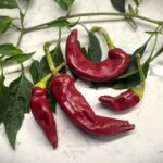 Odla Hungarian Boldog