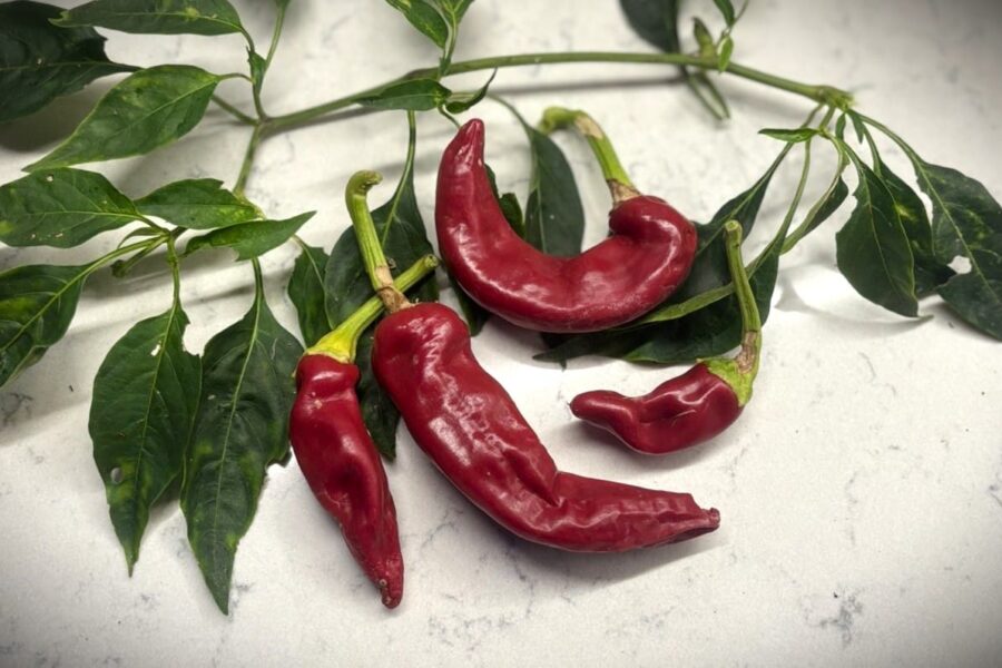 Hungarian Boldog paprikafrön – klassisk ungersk sort med långa röda frukter | TummelstaChili