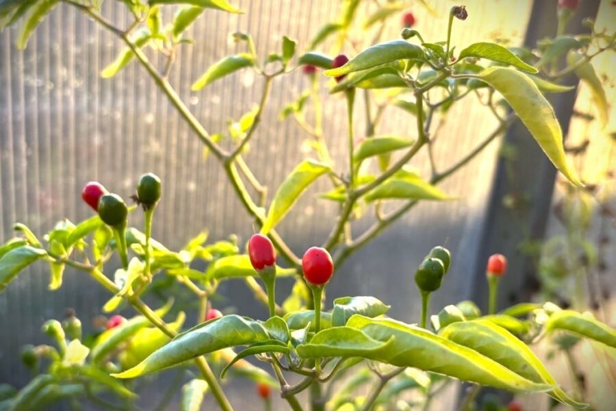 Bird Aji chilifrön – små röda bärliknande vilda chilifrukter | Svenskodlade frön TummelstaChili