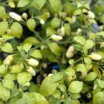 Odla Habanero Cristina