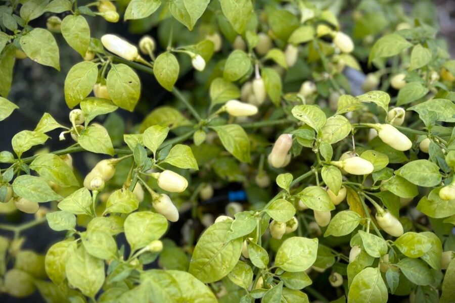 Mogna Habanero Cristina frukter i vitt – kompakt krukväxt | Svenskodlade frön