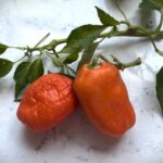 Odla Rocoto Oculto Clef