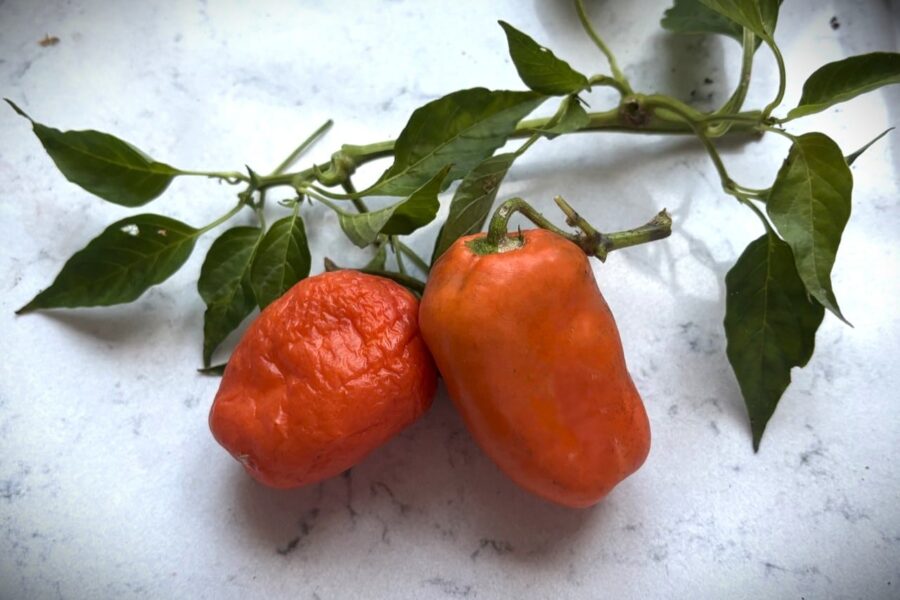 Rocoto Oculto Clef chilifrön – orange rocoto med tjockt kött och svarta frön | TummelstaChili