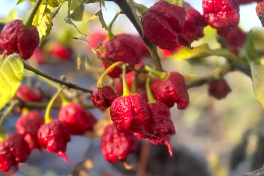 Zing chilifrön – extremt het superchili med röda, knöliga frukter | TummelstaChili