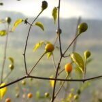 Odla Chiltepin Amarillo