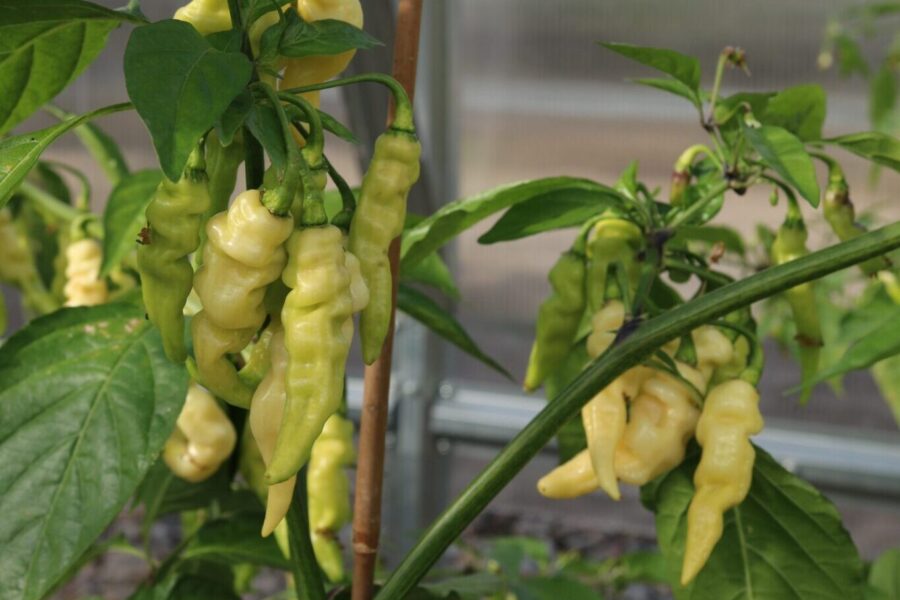 Murupi chili från Brasilien med vitgula rynkiga frukter – citrussmak och hög hetta | TummelstaChili