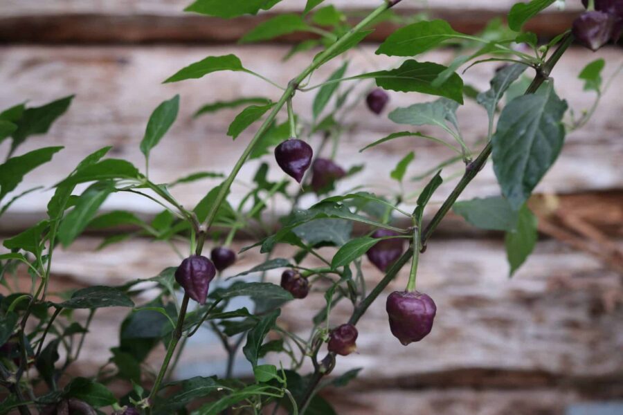 Purple UFO chilifrön – UFO-formade frukter i lila som mognar till rött | TummelstaChili