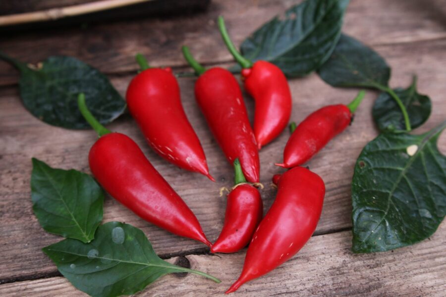 Jalapeno Giant chilifrön – överdimensionerad jalapeño med gröna frukter | TummelstaChili