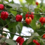 Odla Carolina Reaper