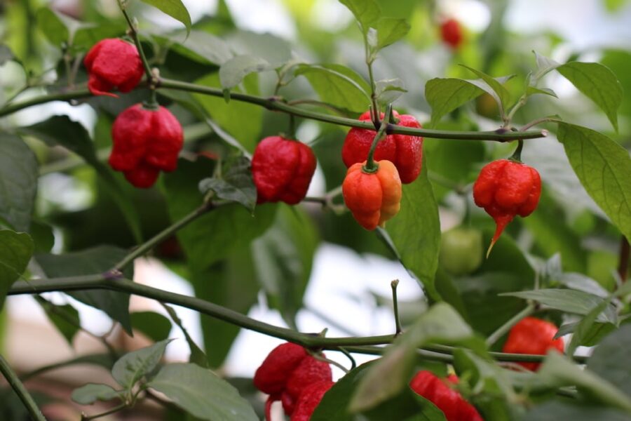 Carolina Reaper chilifrön – knottrig röd frukt med skorpionsvans | TummelstaChili