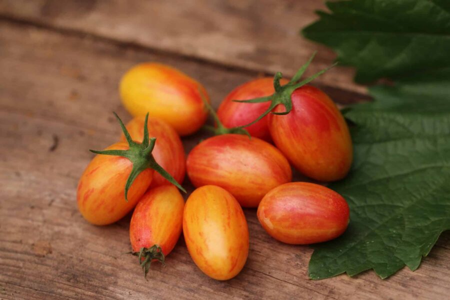 Artisan Blush Tiger tomat med spektakulära orange och rosa ränder | TummelstaChili