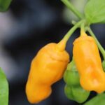 Odla 7 Pot Bubblegum Yellow