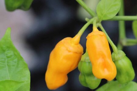 7 Pot Bubblegum Yellow