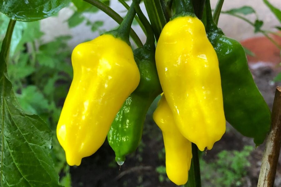 Ice Cream chili – cremevita avlånga frukter från Tummelsta Chili | Svenskodlade frön