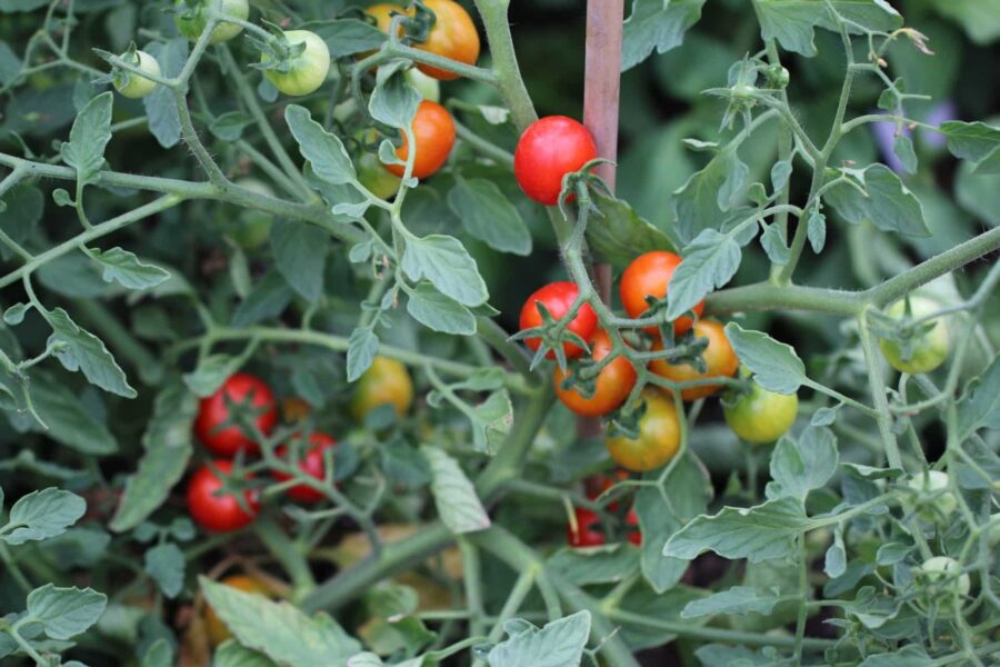 Mei Wei körsbärstomat – söta röda frukter från Kina som betyder 'god smak' | TummelstaChili