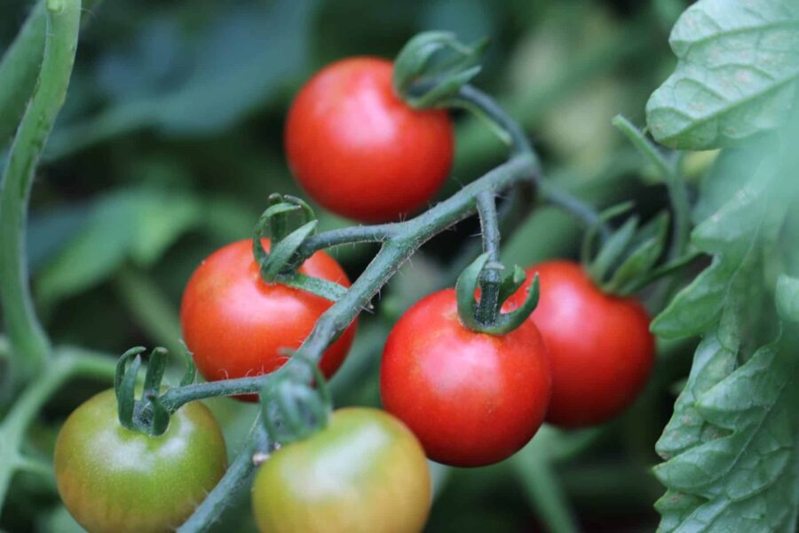 Zuckertraube tomatfrön – söta röda körsbärstomater i långa klasar | TummelstaChili
