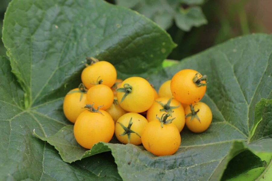 Aztek mikrodvärgtomat med gyllene körsbärstomater – perfekt för fönsterodling | TummelstaChili