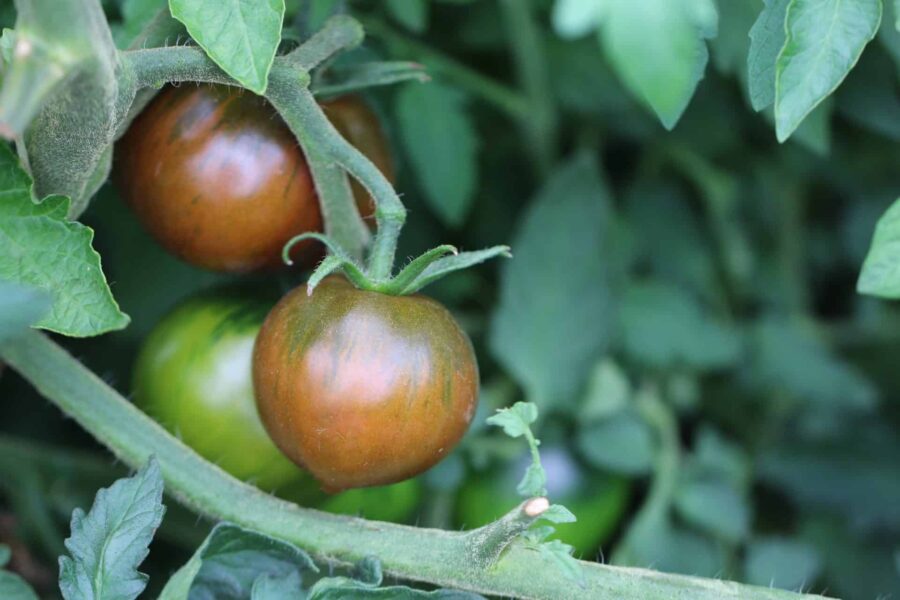 Black Prince tomatfrön – sibirisk kulturarvstomat med mörkt rödbrunt skal | TummelstaChili