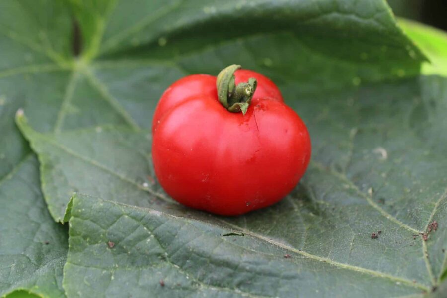 Betalux tomatfrön – kompakt polsk dvärgtomat med röda frukter | TummelstaChili