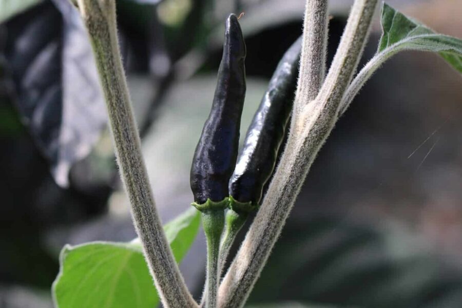 Goats Weed chilifrön – unik hårig planta med röda upprätta frukter | TummelstaChili