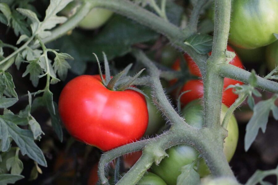 Silvery Fir Tree tomat – rysk busktomat med karaktäristiska silvriga fjäderblad | TummelstaChili