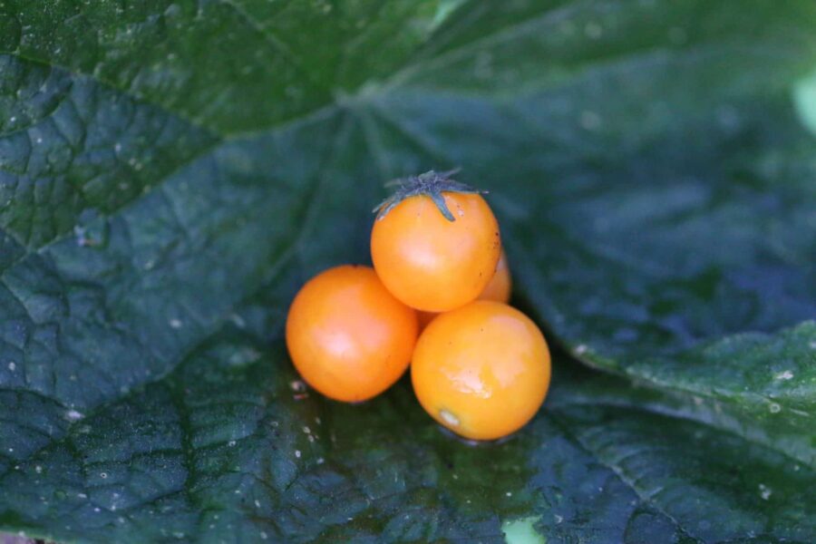 Venus mikrodvärgtomat – kompakt krukväxt med orange körsbärstomater | Svenskodlade frön