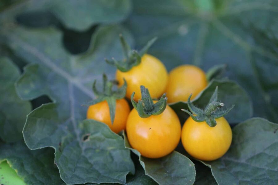 Cereza Amarilla tomatfrön – gyllengula körsbärstomater med hög sötma | TummelstaChili