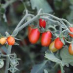 San Marzano mini Röd