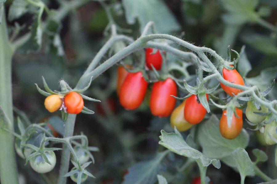San Marzano mini Röd – klassiska italienska plommontomater i klase | TummelstaChili