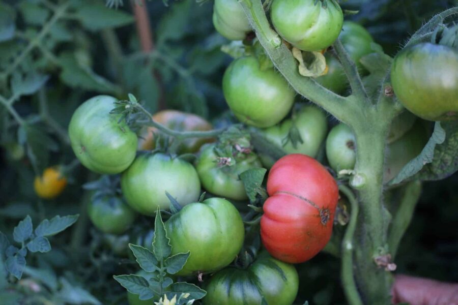 Arctic Rose dvärgtomat med rosa-krimson frukter – perfekt för nordiskt klimat | TummelstaChili
