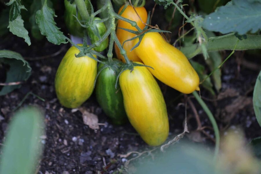 Banana Legs tomatfrön – långsmala gula frukter som liknar bananer | TummelstaChili