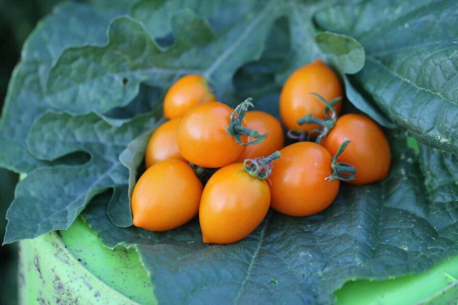 Figiel tomatfrön – runda orange körsbärstomater från Polen | TummelstaChili