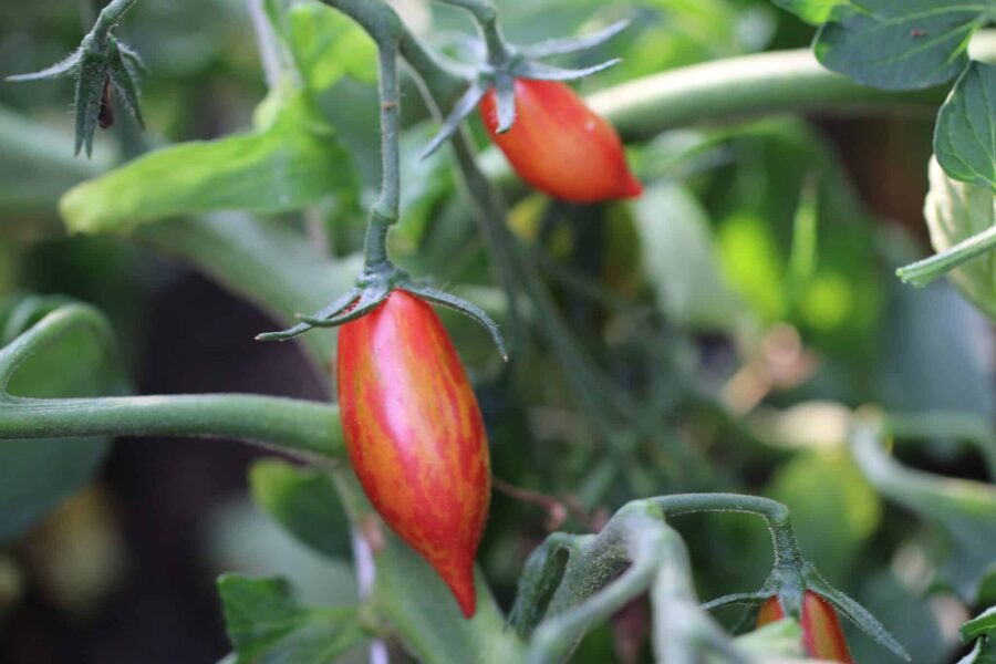 Artisan Pink Tiger tomatfrön – randiga körsbärstomater i rosa och gult | TummelstaChili
