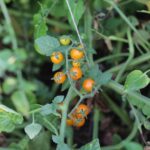 Odla Currant Gold Rush