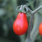 Red pear/Pärontomat