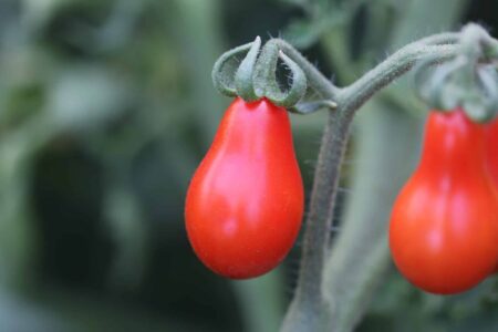 Red pear/Pärontomat